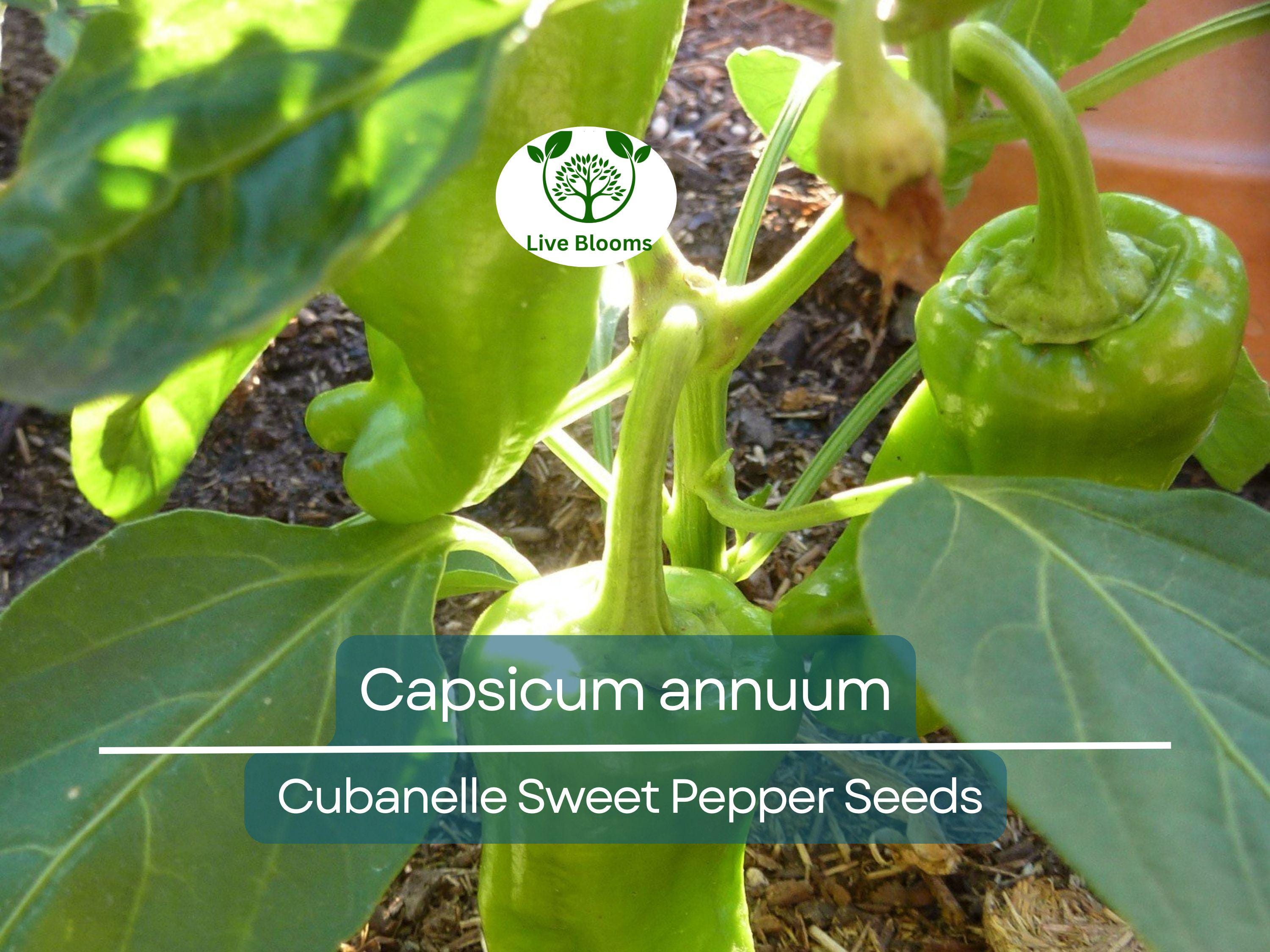 250 mg Seeds Cubanelle Sweet Pepper – Capsicum annuum | Heirloom Sweet Pepper Seeds for Planting, Gardening & Delicious Harvest