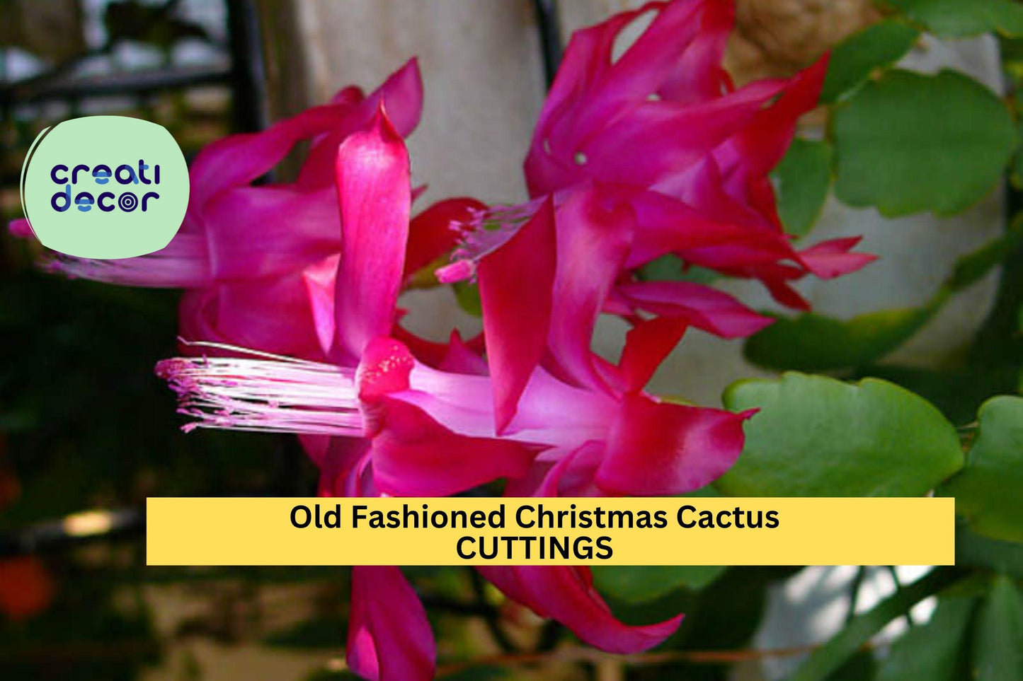 5 Christmas Cactus Cuttings | Schlumbergera bridgesii | Old-Fashioned Heirloom Variety | Easy to Root | Holiday Blooms | Unrooted