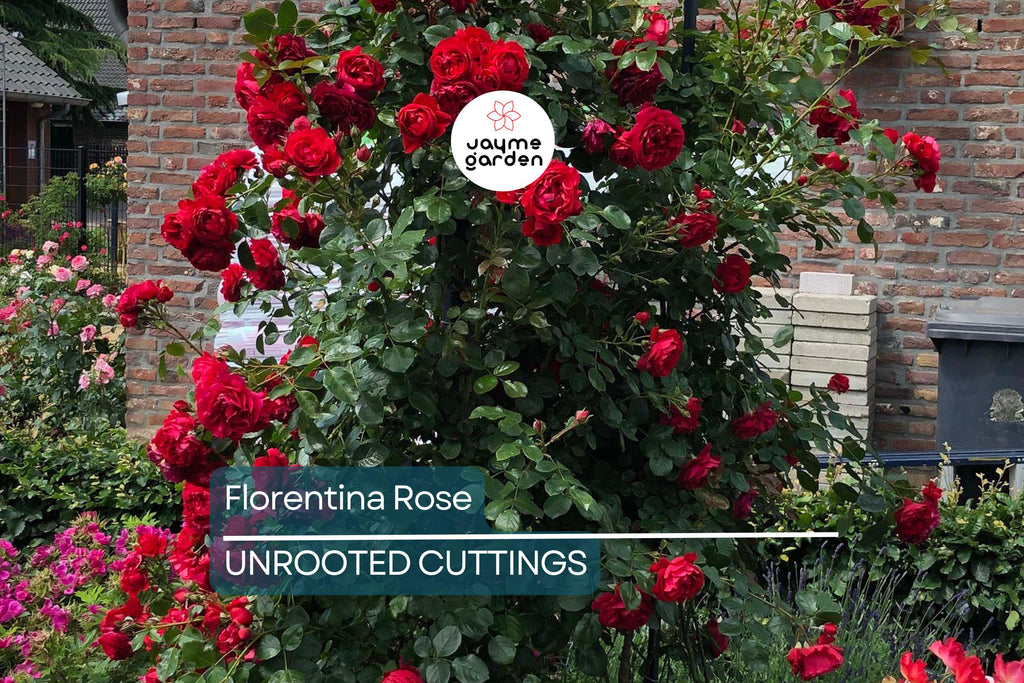 Super Rare Florentina Rose - 3 Fresh Cuttings for Rooting or Grafting - Climbing Rose Variety