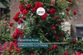 Super Rare Florentina Rose - 3 Fresh Cuttings for Rooting or Grafting - Climbing Rose Variety