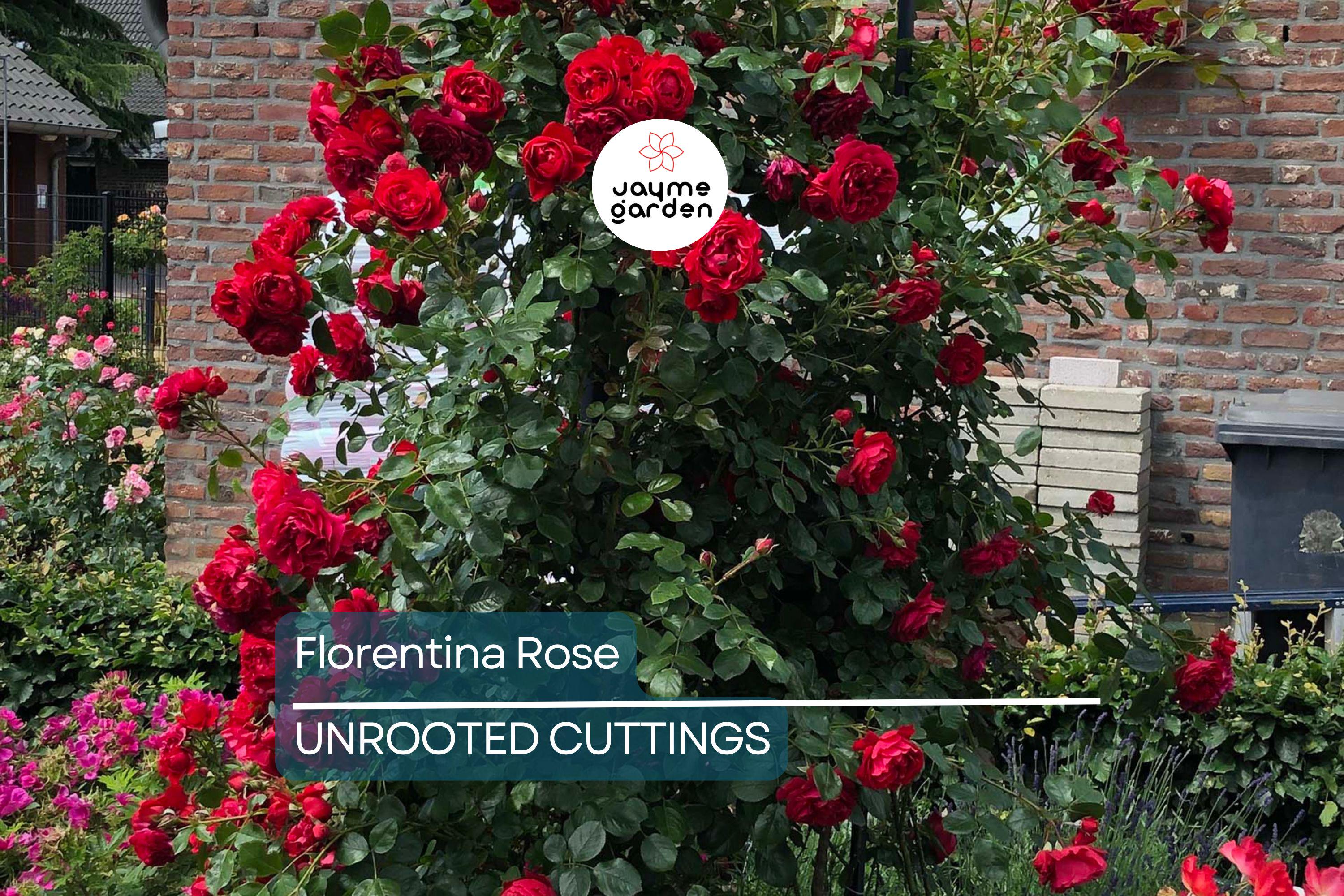 Super Rare Florentina Rose - 3 Fresh Cuttings for Rooting or Grafting - Climbing Rose Variety