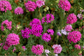 Catchfly – Silene armeria | 100 Seeds | Sweet William Catchfly | Bright Pink Blooms