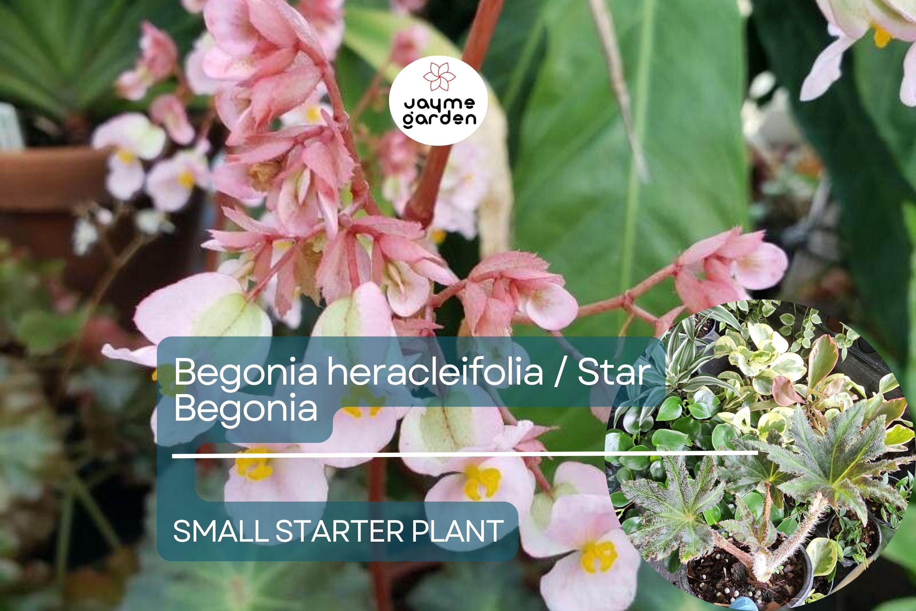Begonia heracleifolia Starter Plant - Hybrid Rhizomatous Star Begonia - Unique Foliage for Indoor Decor, Terrariums & Tropical Gardens
