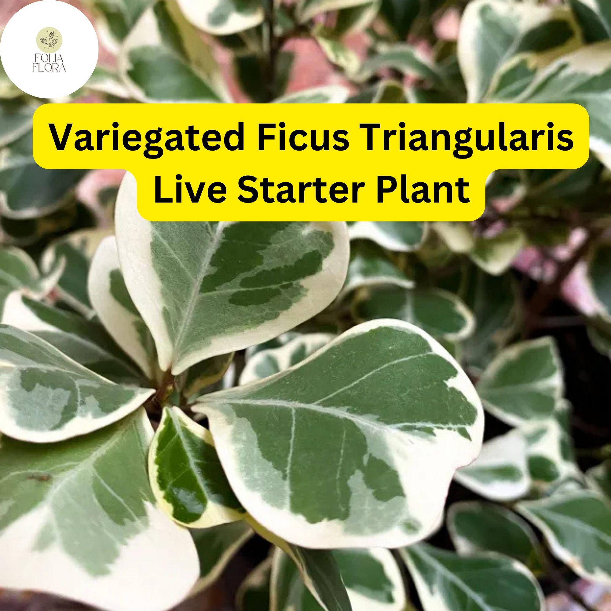 1 Ficus triangularis variegata - Variegated Ficus Triangularis Live Starter Plant