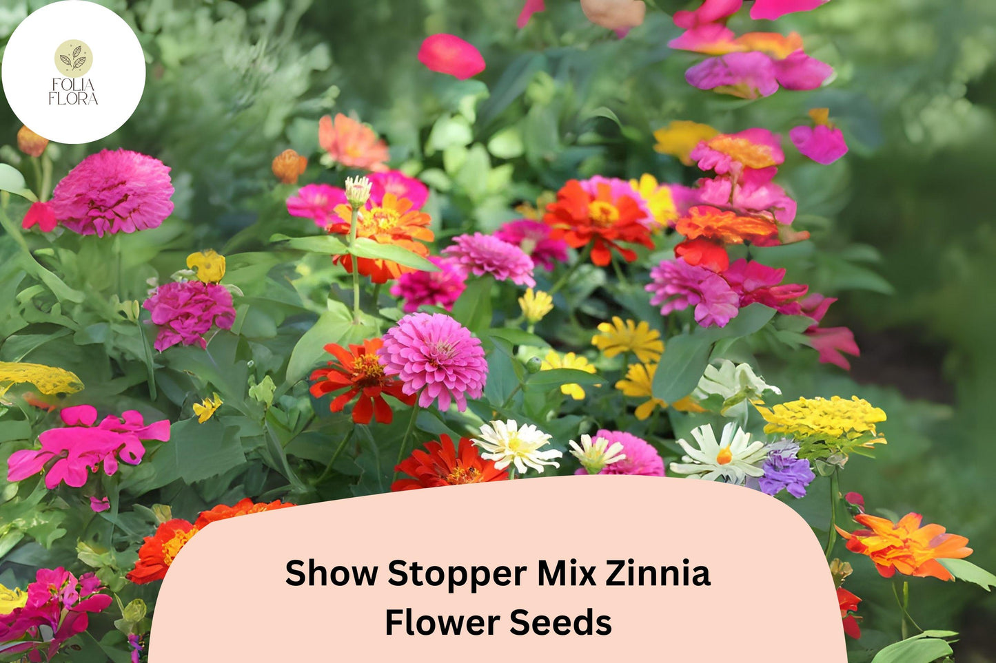 100+ Show Stopper Mix Zinnia Seeds – Vibrant Mixed Colors for Garden Planting, Borders & Cut Flowers