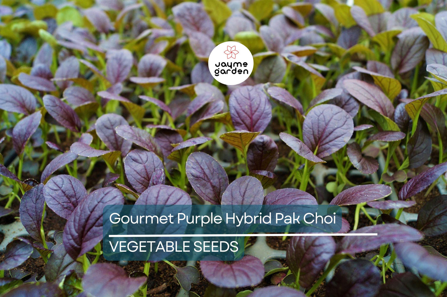 300 Gourmet Purple Hybrid Pak Choi Seeds - Bok Choi (Brassica rapa Chinensis), 6-12" Tall, Free Shipping