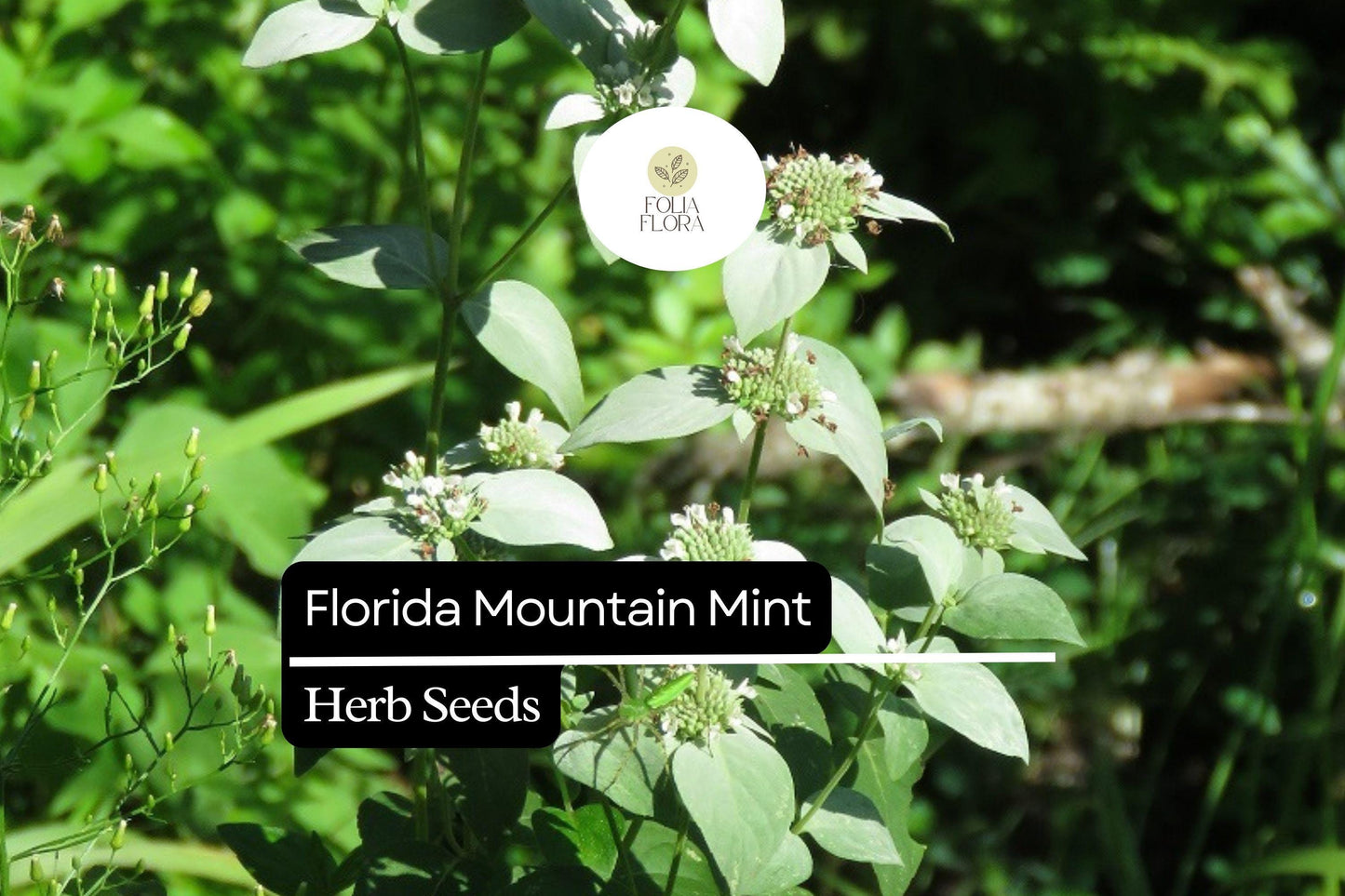 25 Seeds Florida Mountain Mint Seeds (Pycnanthemum floridanum) | Fragrant Perennial Herb for Pollinators, Tea