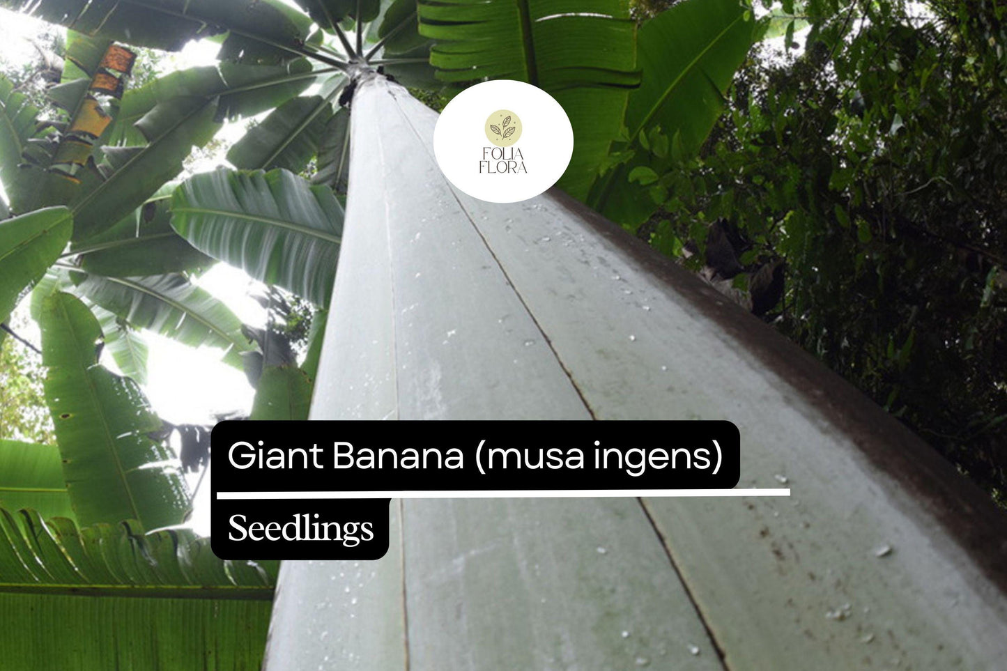 1 Seedling Largest Giant Banana Live Fruit Plant (Musa ingens)