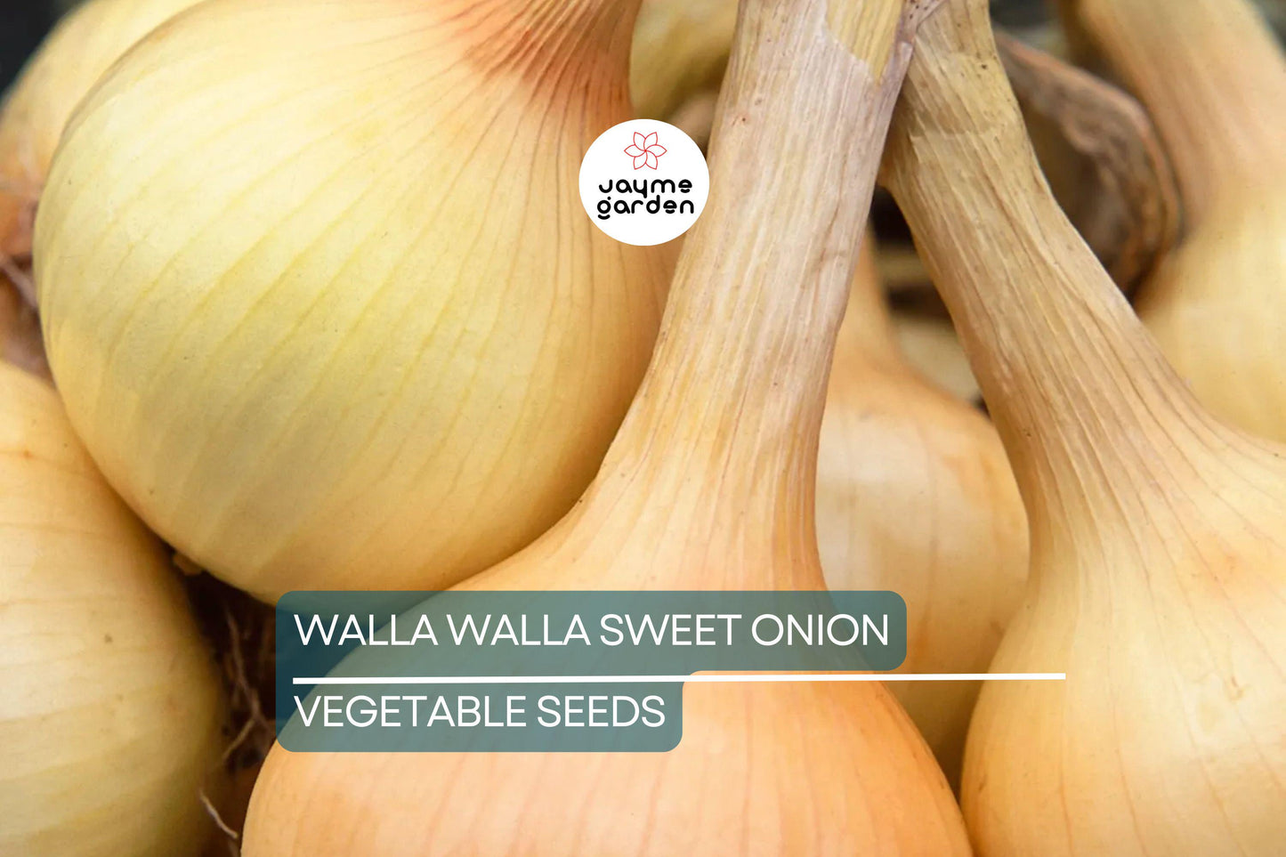 1000 Walla Walla Sweet Onion Seeds – Heirloom, Non-GMO | USA Seller, Free Shipping