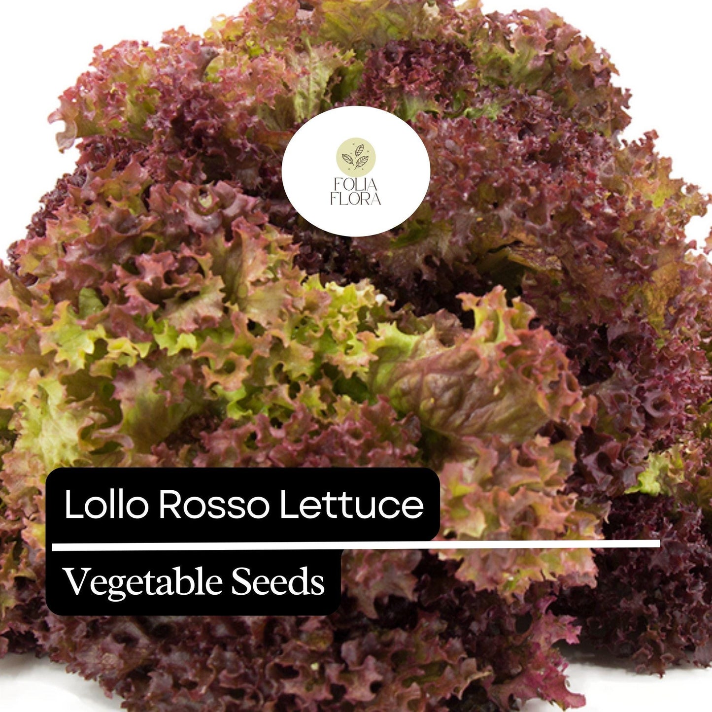 1000 Lollo Rosso Lettuce Seeds – Heirloom, Non-GMO, Frilly Red-Leaf Variety