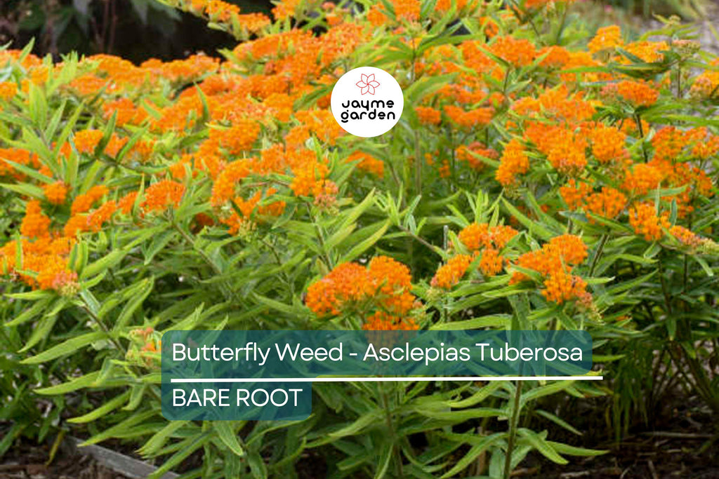 10 Butterfly Weed Plants (Asclepias Tuberosa) | Perennial Bare Root | Monarch Host Plant | Drought-Tolerant & Pollinator-Friendly