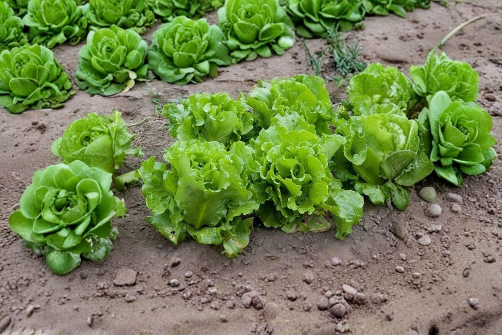 Black Seeded Simpson – Leaf Lettuce 700 Seeds | Classic Heirloom Lettuce | Fast-Growing | Tender, Sweet Leaves