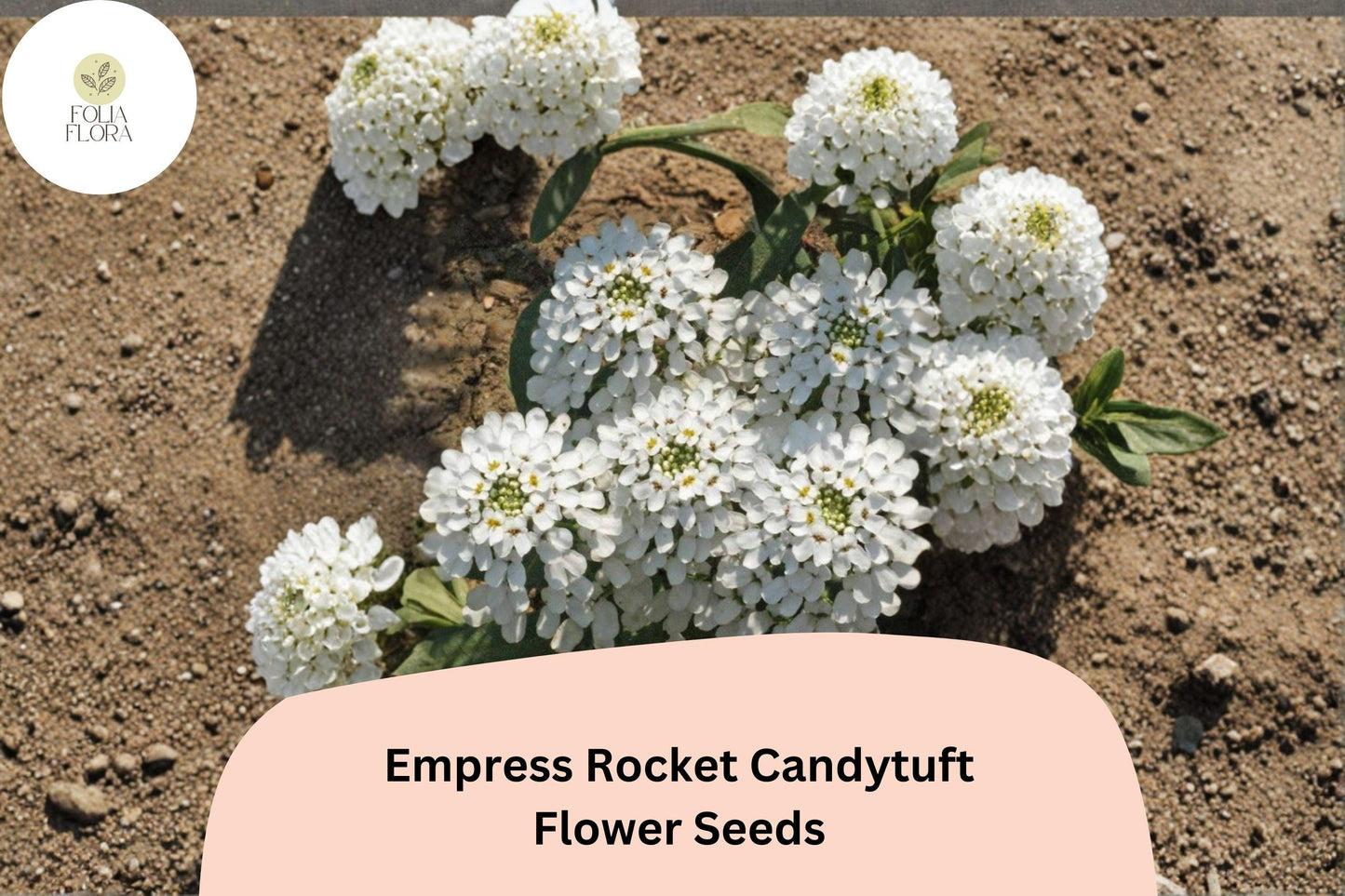 Empress Rocket Candytuft Seeds – Iberis amara | Easy Grow Annual for Borders, Beds & Cut Flower Gardens