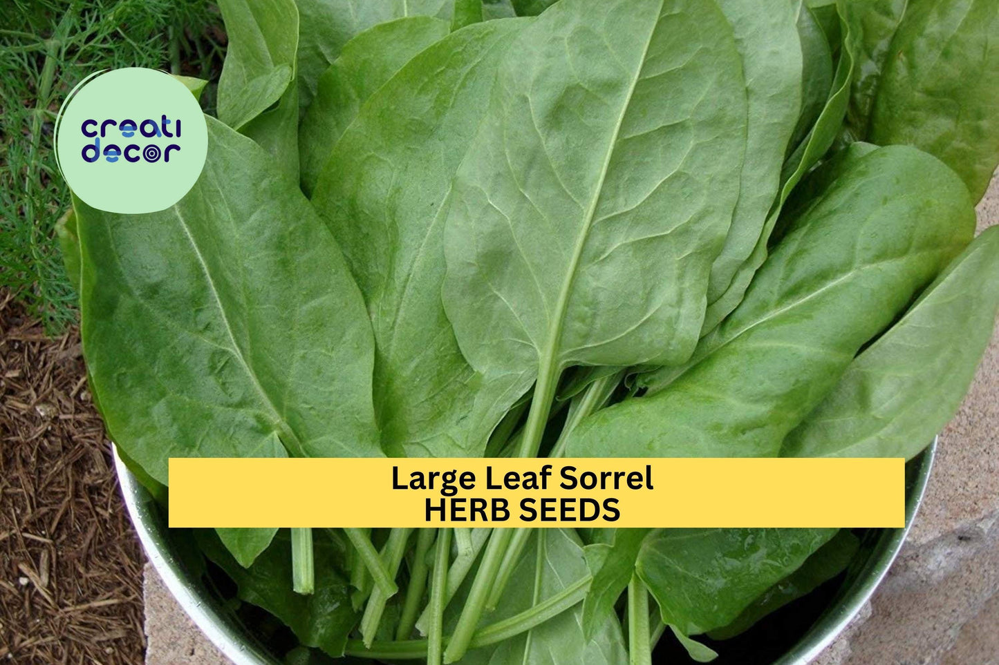 3pcs of 250mg Large Leaf Sorrel Seeds – Tangy Culinary Herb for Salads, Sauces & Soups – Fast Growing Herb Seeds for Planting