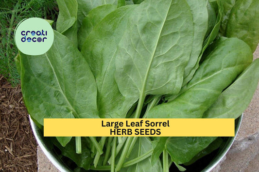 3pcs of 250mg Large Leaf Sorrel Seeds – Tangy Culinary Herb for Salads, Sauces & Soups – Fast Growing Herb Seeds for Planting