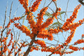 Hippophae rhamnoides – Sea Buckthorn Seeds | 20 Seeds | Hardy Berry Shrub | Bright Orange Superfruit Plant