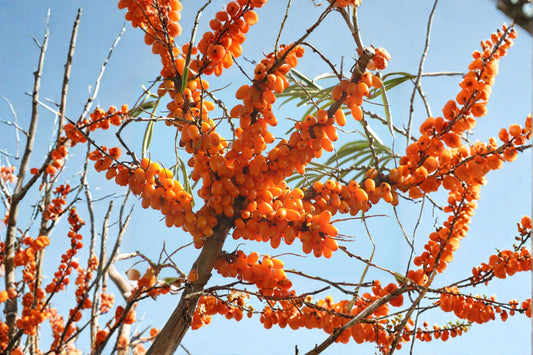 Hippophae rhamnoides – Sea Buckthorn Seeds | 20 Seeds | Hardy Berry Shrub | Bright Orange Superfruit Plant