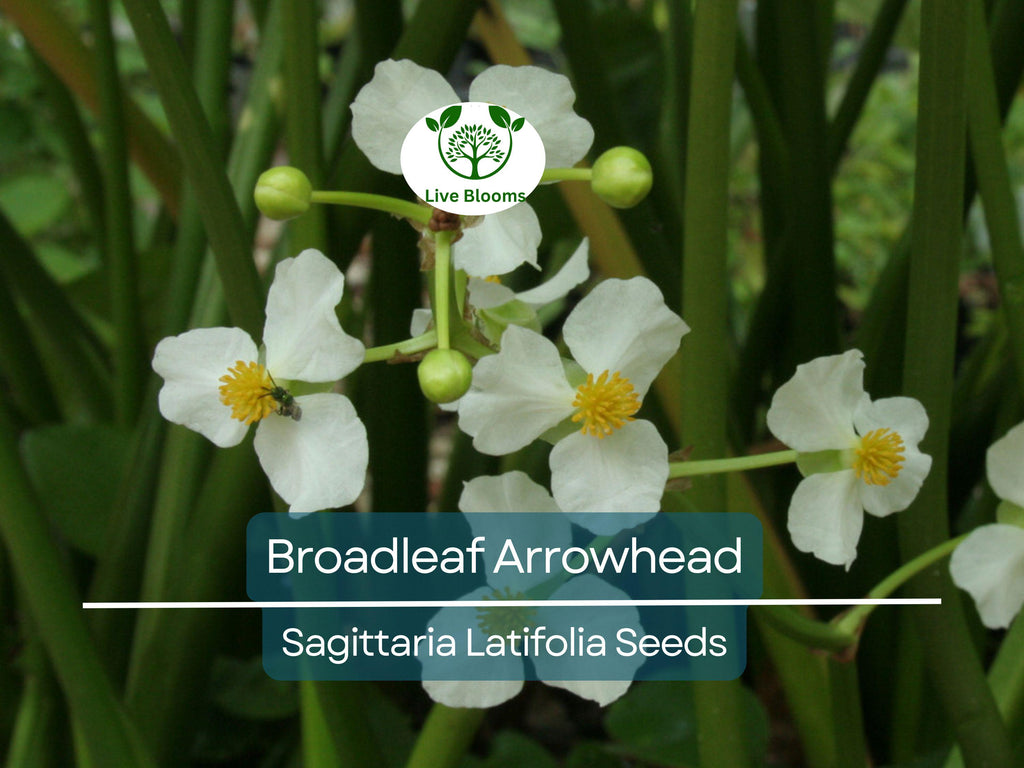 1000 Broadleaf Arrowhead Flower Seeds (Sagittaria Latifolia) | Water Plant, Pond Flower, Native Aquatic Perennial for Gardens