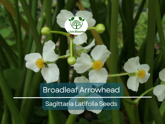 1000 Broadleaf Arrowhead Flower Seeds (Sagittaria Latifolia) | Water Plant, Pond Flower, Native Aquatic Perennial for Gardens