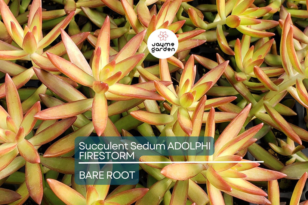 Sedum Adolphi Firestorm - 5 Live Cuttings, Yellow-Red Rosettes, Perfect for Succulent Gardens, USDA Zones 9-11