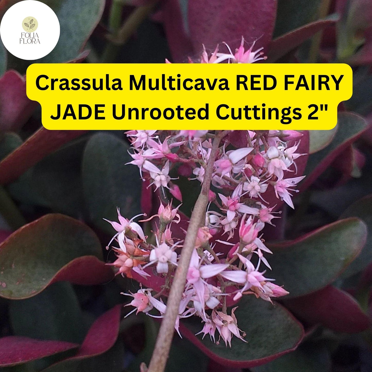 Crassula Multicava ‘Red Fairy Jade’ | 2 Unrooted 2” Cuttings | Trailing Succulent, Fast-Growing, Ground Cover, Easy-Care Houseplant