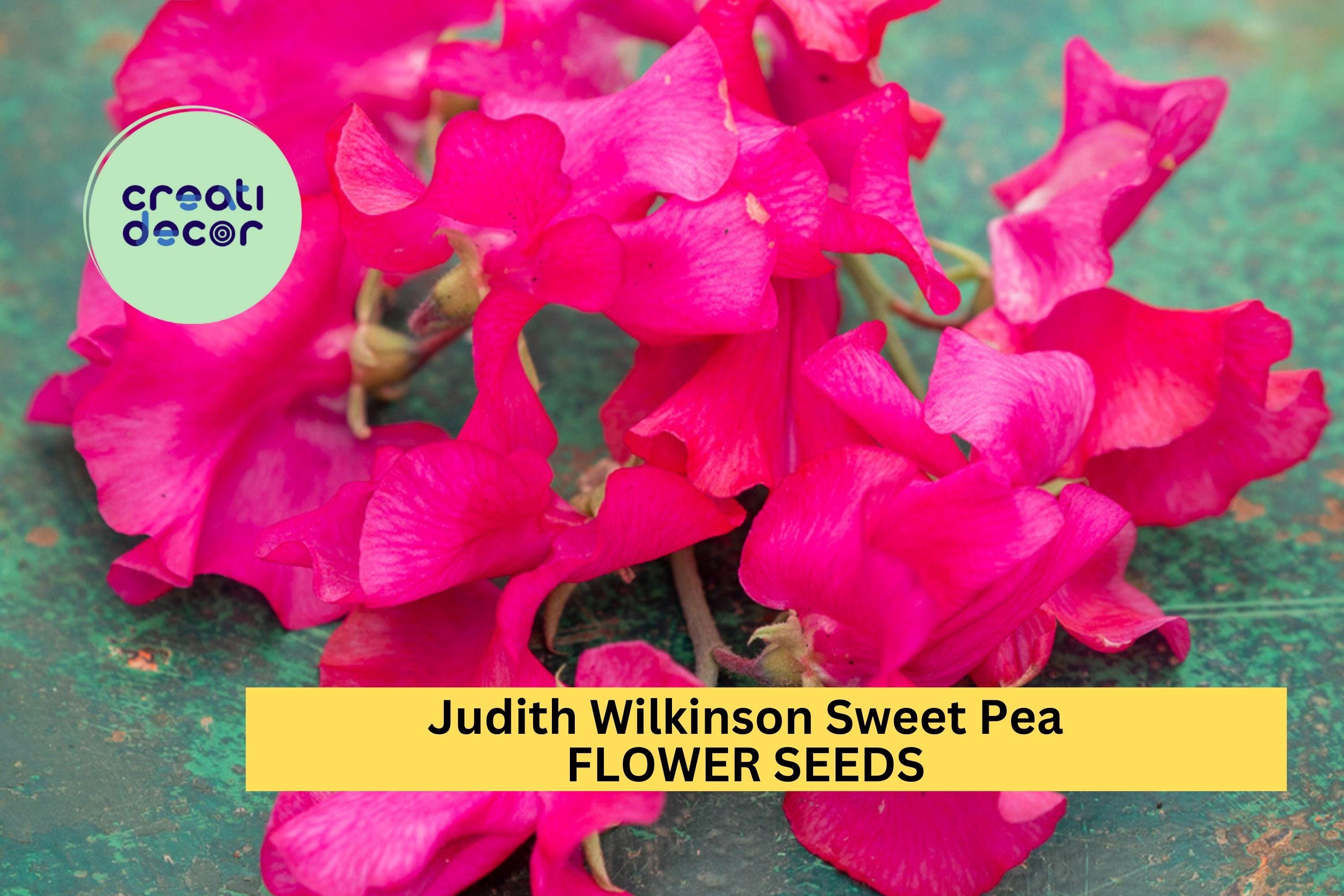Judith Wilkinson Sweet Pea Seeds – 50+ Bright Pink Blooms – Climbing Flower Vine for Bouquets, Trellises & Cottage Gardens – USA