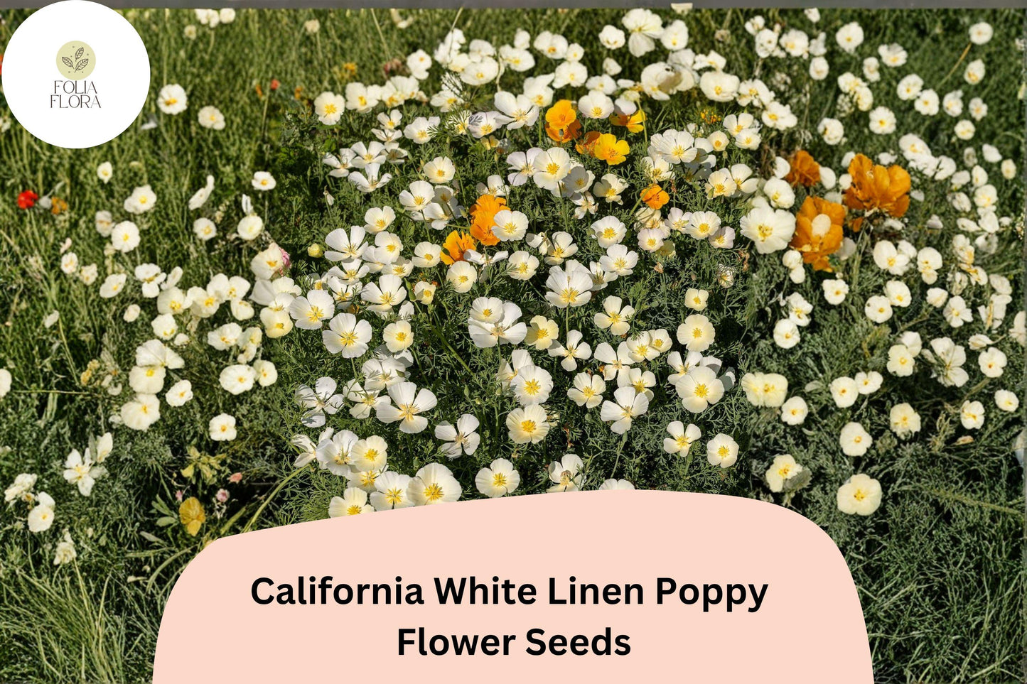 200+ California White Linen Poppy Seeds for Garden Planting - Elegant White Wildflowers