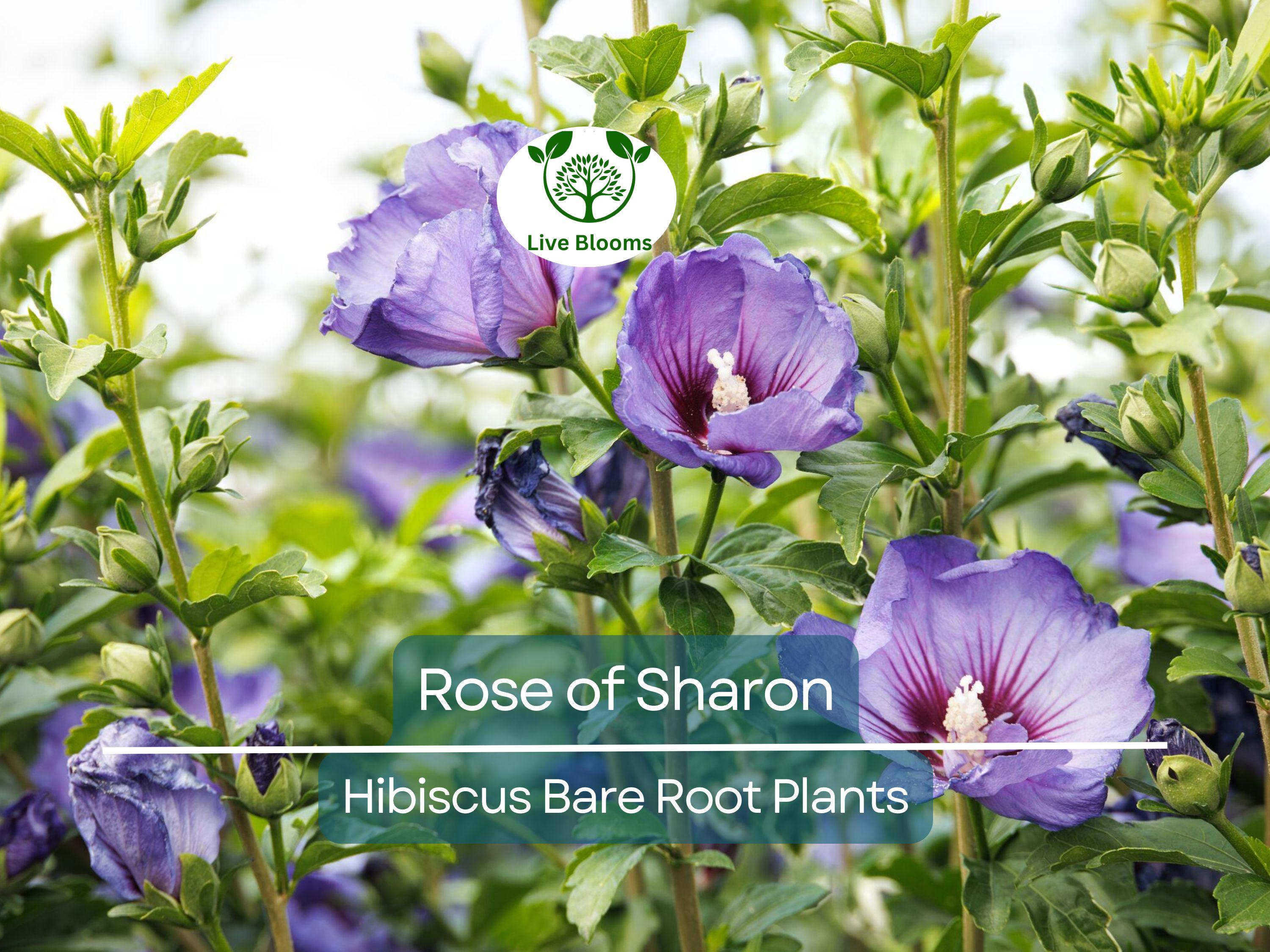 2 Rose of Sharon Plants – Hibiscus syriacus 10–18" Tall Bare Root Shrubs, Hardy Flowering Bushes for Garden, Hummingbird Friendly