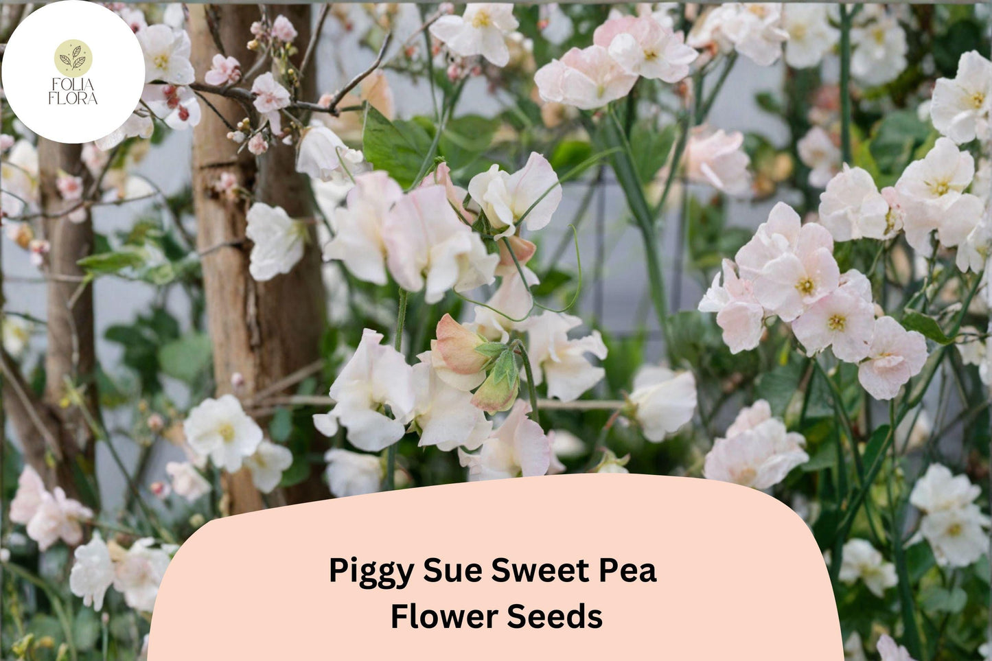 Piggy Sue Sweet Pea Seeds | Lathyrus odoratus Climbing Vine (50+ Seeds) for Garden Planting