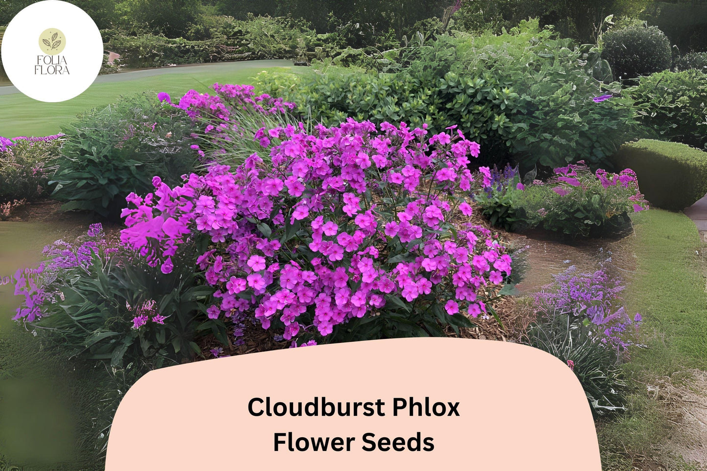 100+ Cloudburst Phlox Seeds for Garden Planting | Phlox paniculata Hybrid | Perennial Flower Seeds | Purple-Magenta Blooms