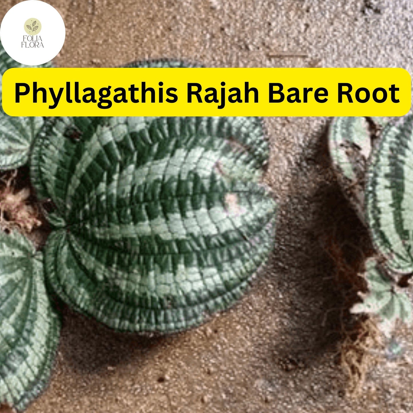 1 Phyllagathis rajah, Live Bare Root Terrarium Plant, Rare Tropical Foliage for Indoor Gardens