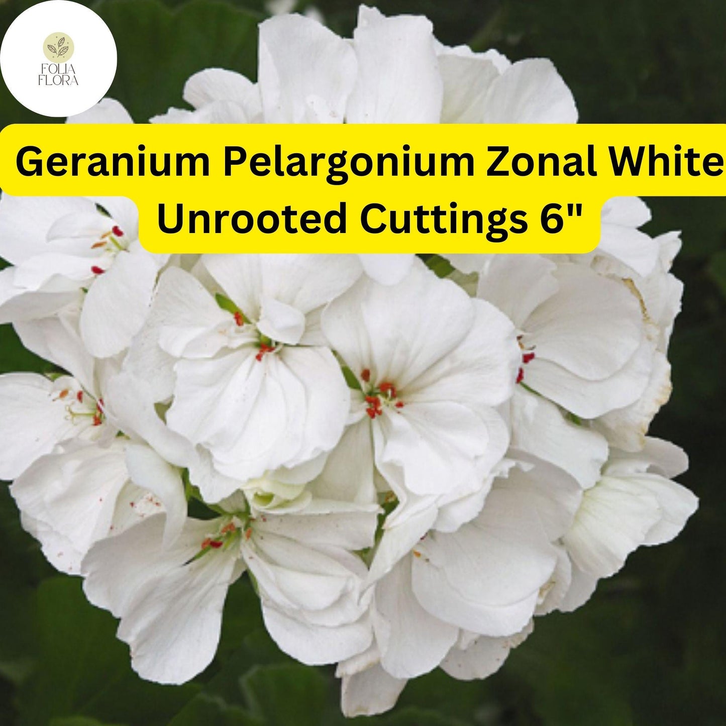 Geranium Pelargonium Zonal ‘White’ | 3 Live 6” Unrooted Cuttings | Classic White Blooms, Easy-Care, Drought-Tolerant Flowering Plant