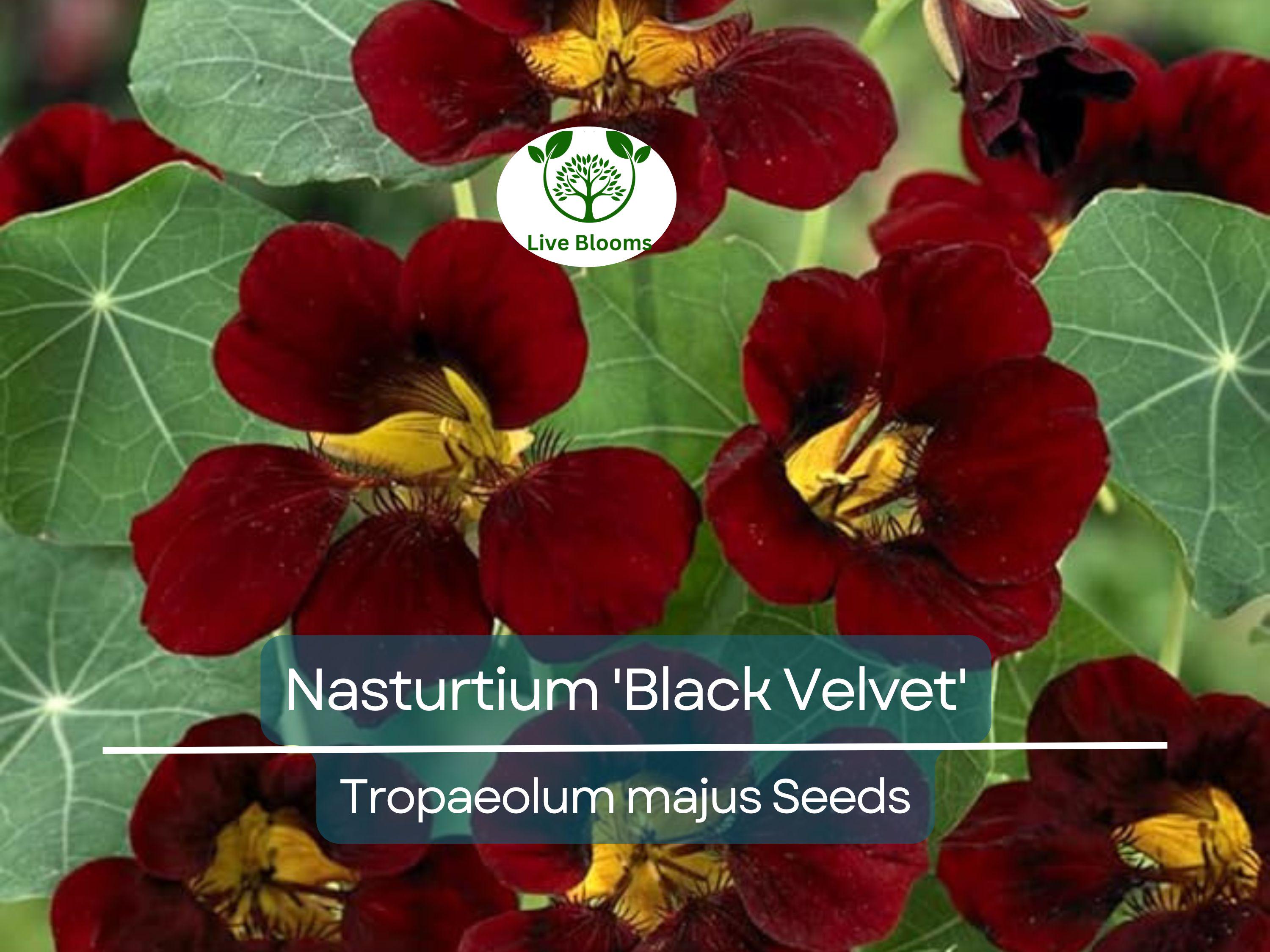 15 Nasturtium 'Black Velvet' Seeds | Heirloom Edible Flowers, Non-GMO, Beneficial Garden Plant, Unique Black Blooms, USA Grown
