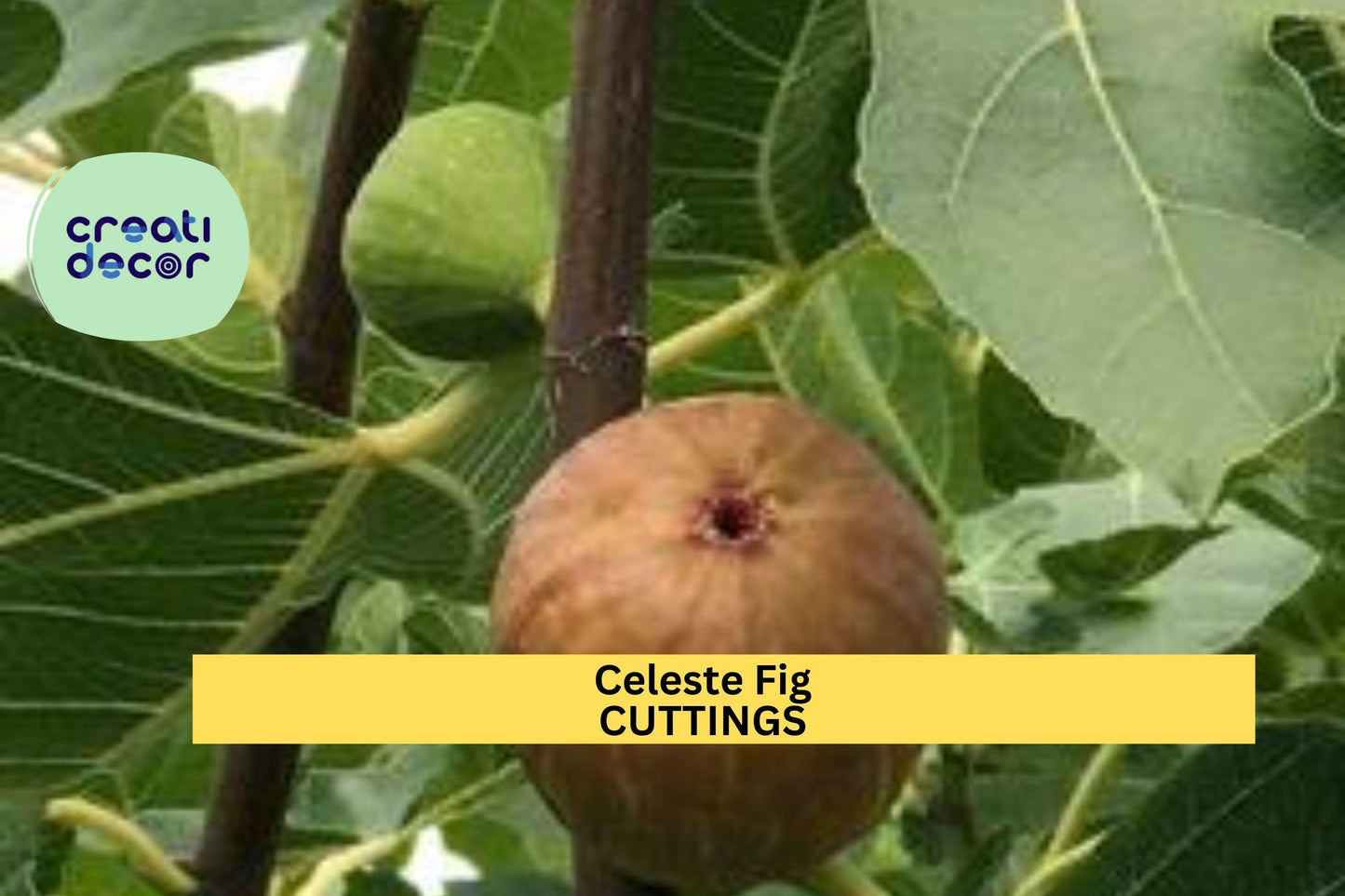 Celeste Fig Tree Cuttings (2) + Natural Willow Water | Sweet Ficus Carica Variety | Easy to Root | Organic Propagation Starter