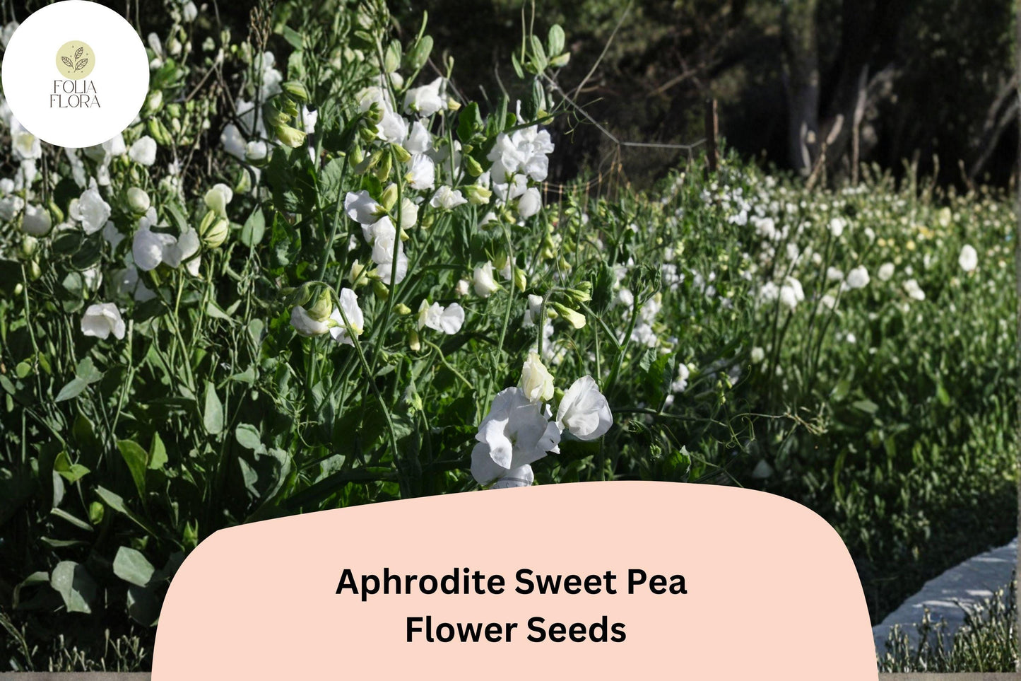 Aphrodite Sweet Pea Seeds – White Climbing Flower, 50+ Seeds