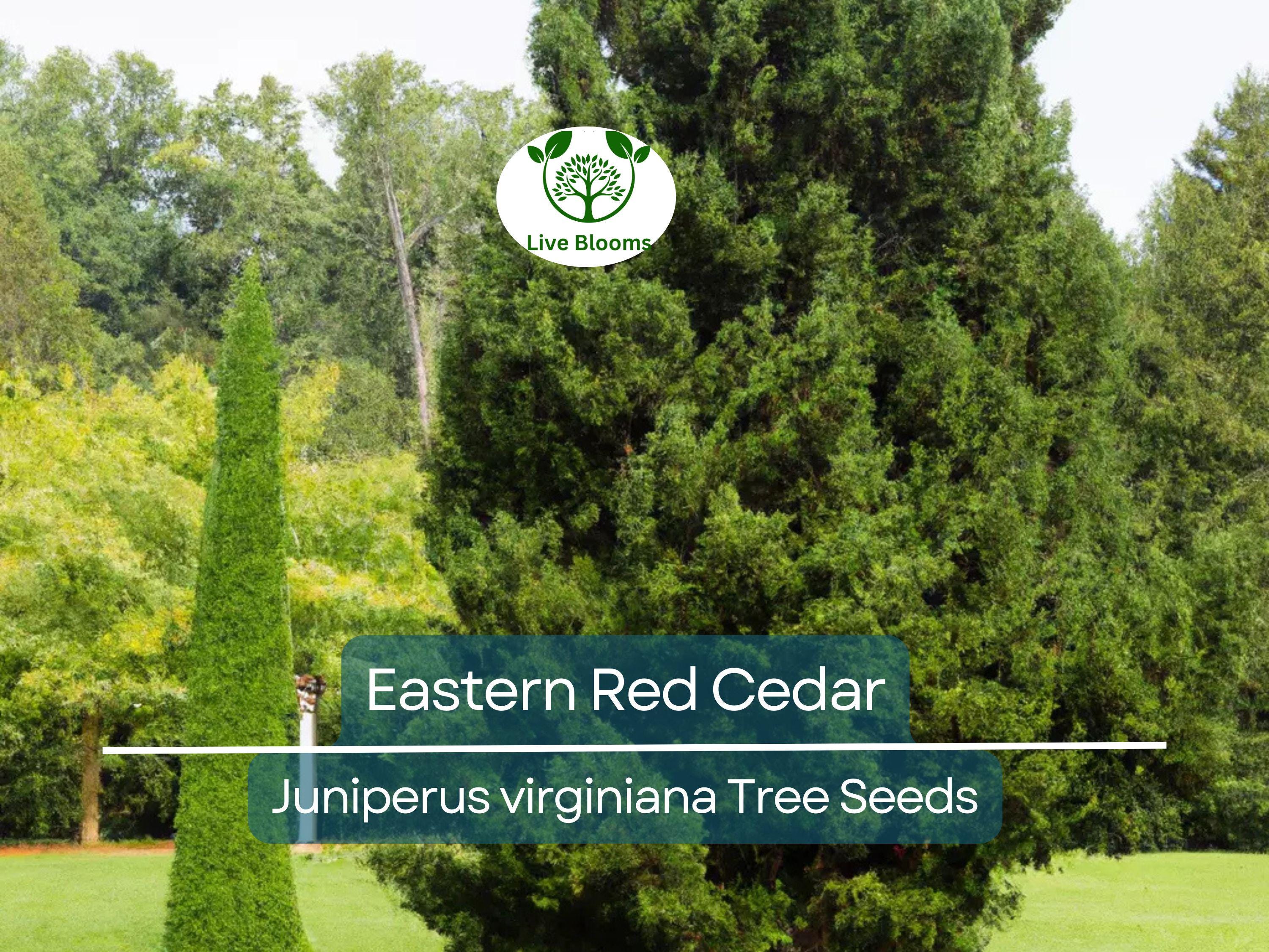 50 Eastern Red Cedar Hedge Shrub Tree Seeds (Juniperus virginiana), Evergreen, Privacy Screen, Hardy Shrub, for Landscaping & Garden Fencing