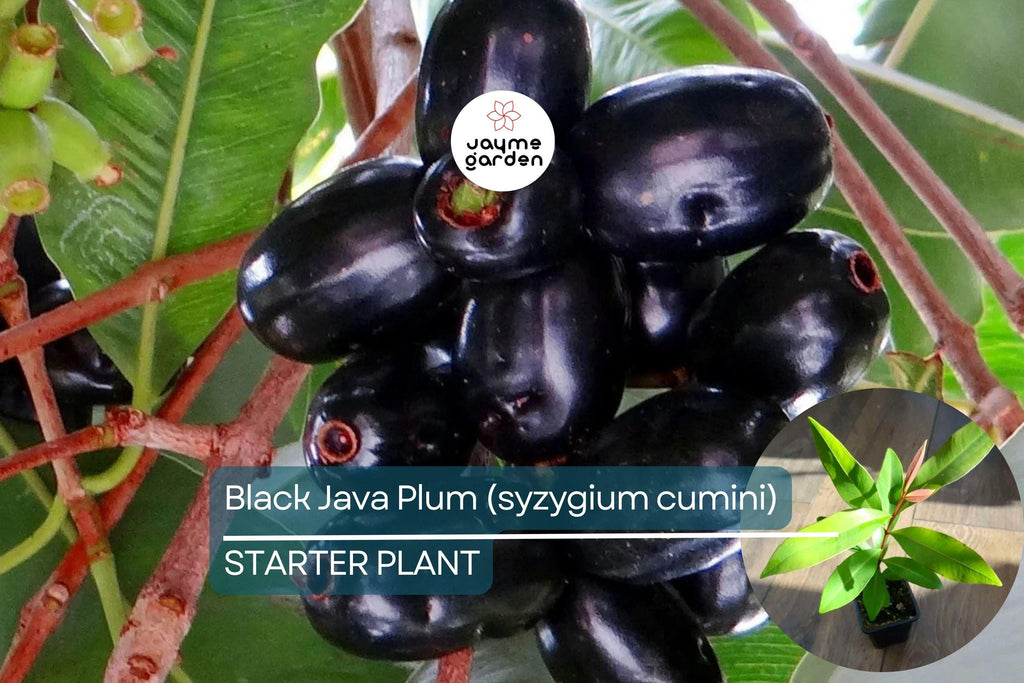 Black Java Plum Tree - Live Syzygium cumini 1’-2’ Tall | Tropical Fruit Tree | Nutritious Plum for Culinary & Medicinal Use