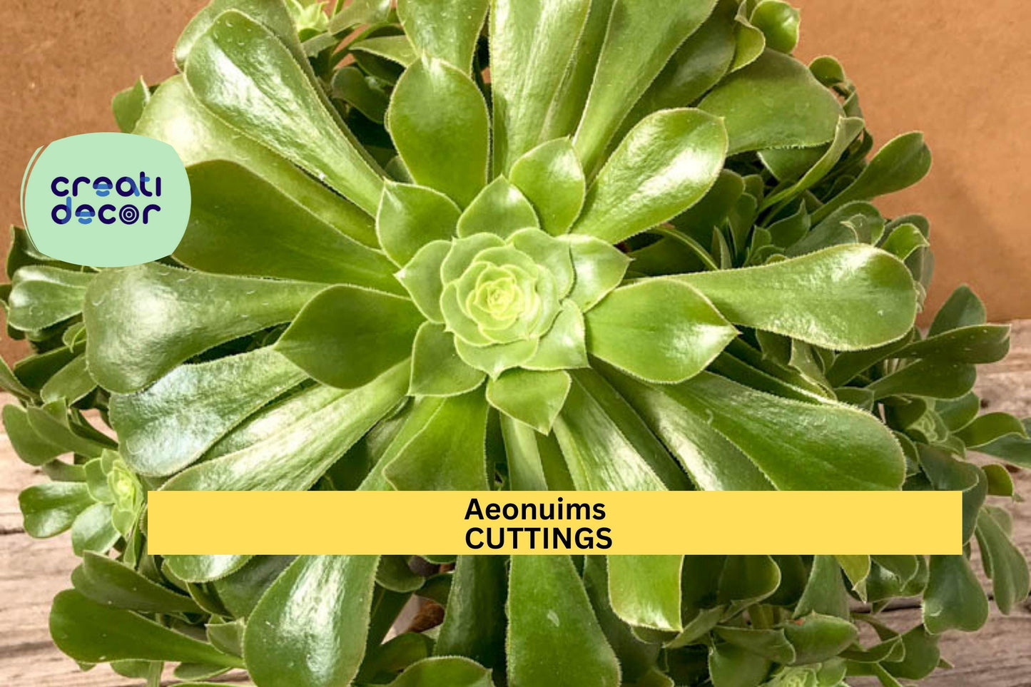 Aeonium Succulent Cutting | 1 Unrooted Rosette Starter | Easy Propagation Plant | Colorful Foliage | Great for Succulent Lovers