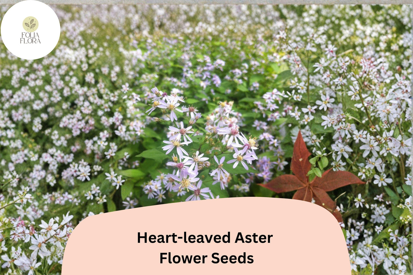 500 Symphyotrichum cordifolium Seeds | Heart-leaved Aster | Native Purple Wildflower for Shade & Pollinator Gardens