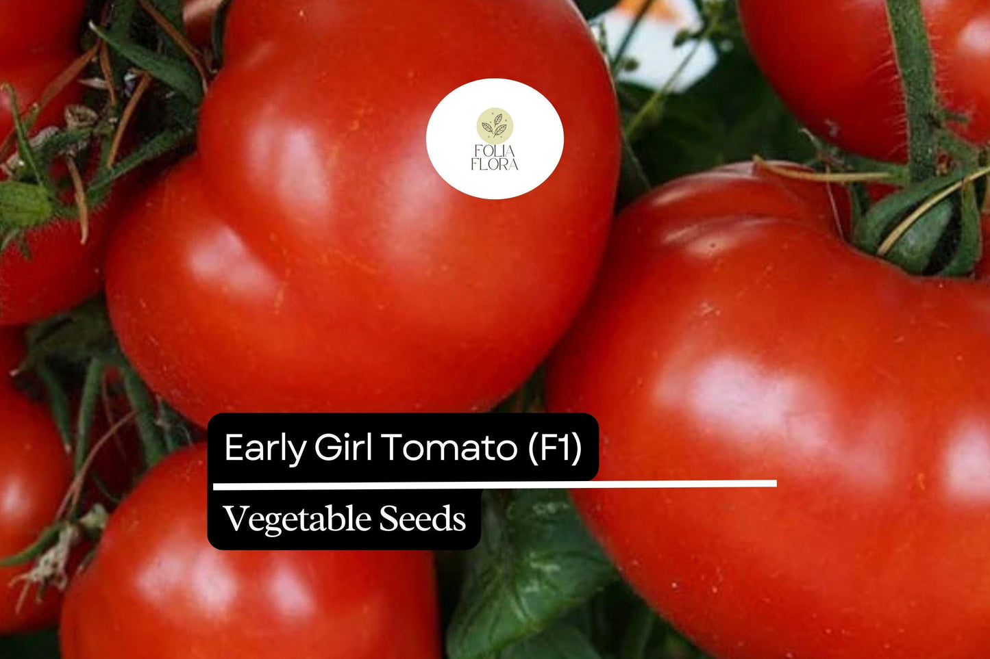 10 Seeds Early Girl Tomato (F1 Hybrid) – Fast-Maturing, Sweet, and Juicy Tomato Variety