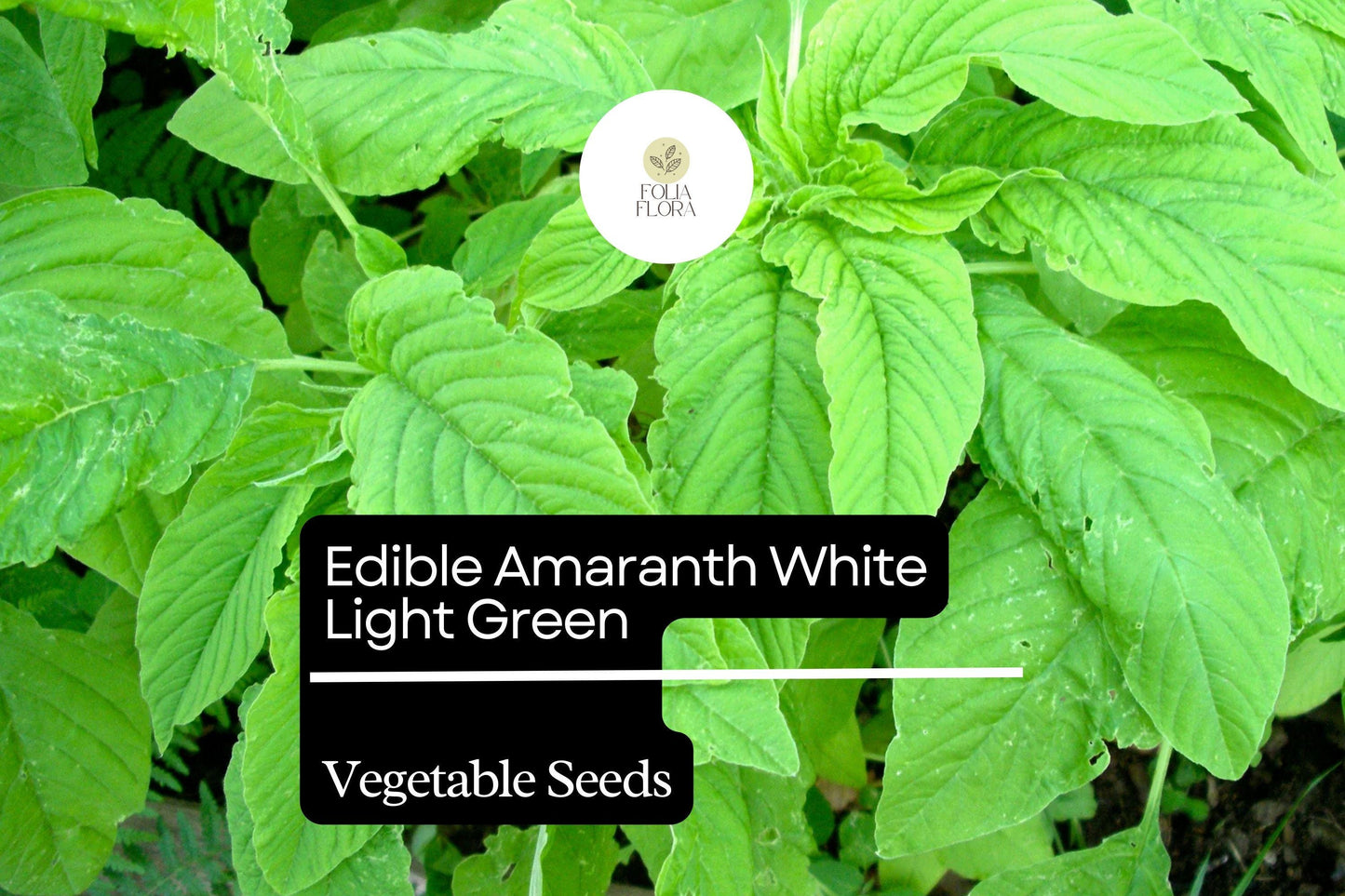 500mg Edible Amaranth Seeds Amaranthus tricolor White Light Green Leaf for Planting | Nutritious Heirloom Vegetable Microgreens