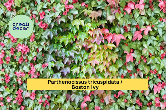 Boston Ivy Seeds Parthenocissus tricuspidata 10 Count Climbing Vine Garden Plant Seeds Fall Color Vine