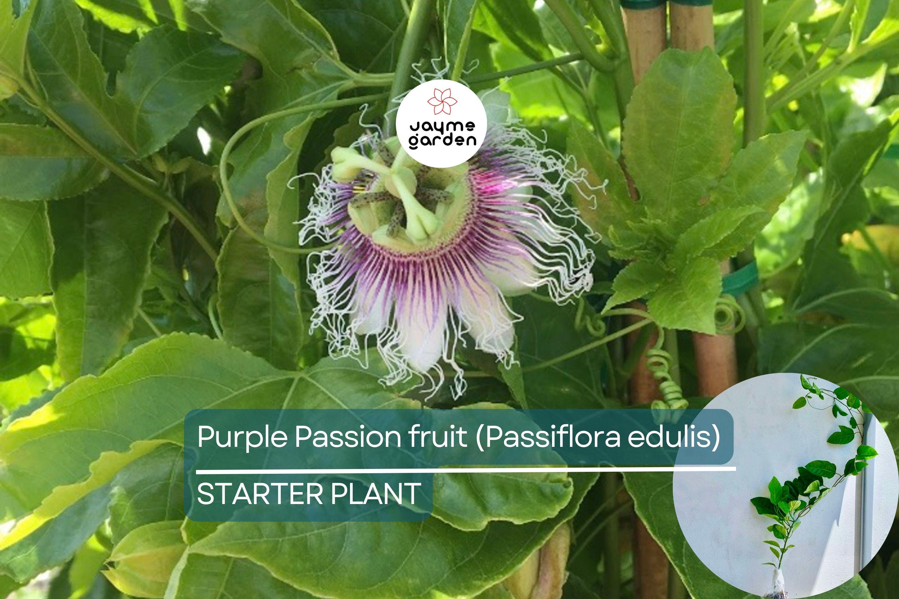Purple Passion Fruit Plant (Passiflora edulis) Live 10-12" Starter Plant - Exotic Tropical Fruit for Garden & Culinary Use