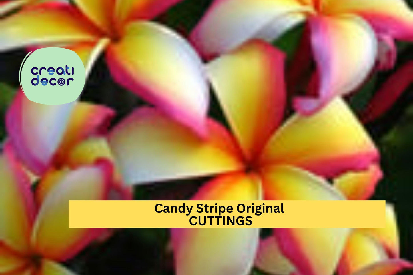 Candy Stripe Plumeria Cutting Double Head | 10" Unrooted Starter | Vibrant Tropical Frangipani Tree | Garden or Patio Plant