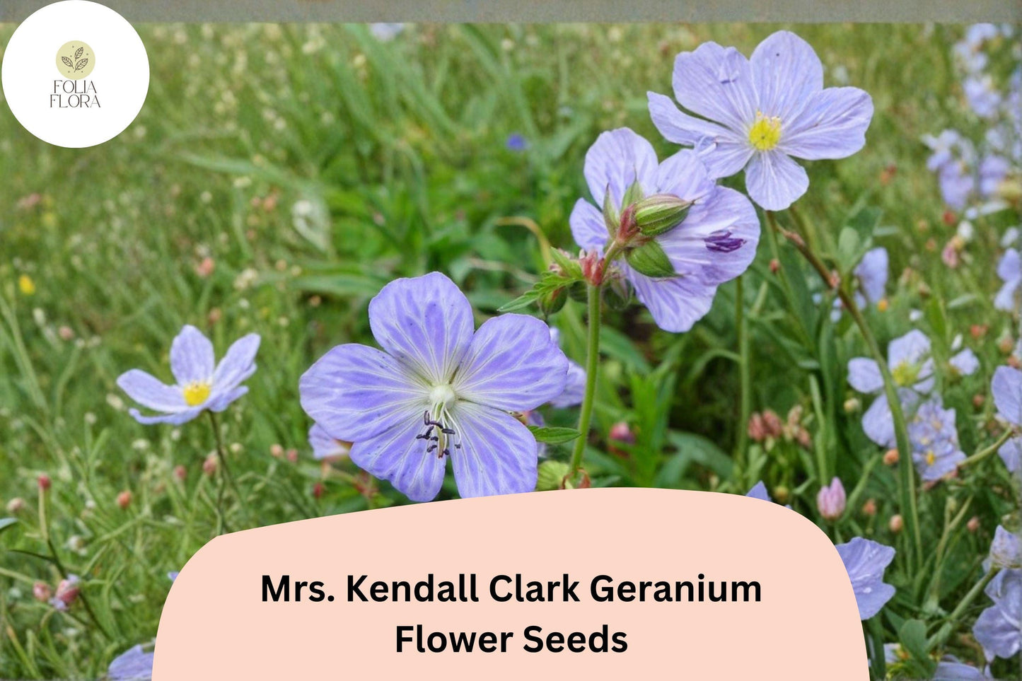 25+ Mrs. Kendall Clark Geranium Seeds | Hardy Perennial | Purple Geranium Blooms for Garden Borders & Pollinator Gardens