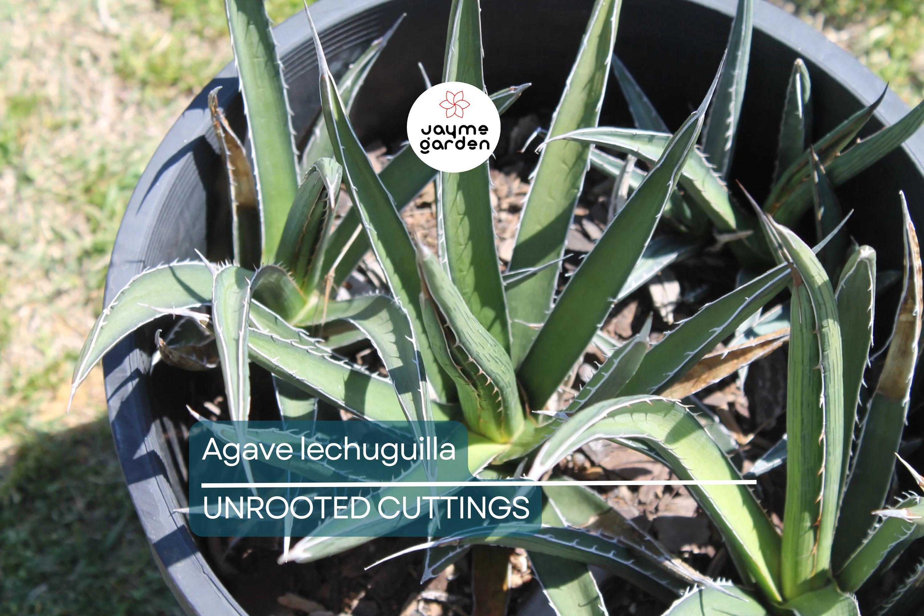 Agave lechuguilla 10 Leaf Cutting – Rare Desert Succulent Starter Plant
