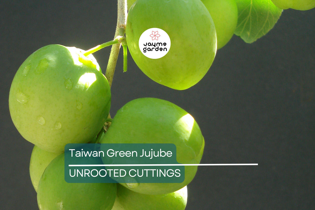 Taiwan Green Jujube – 4 Unroot Cuttings, 10" Long, Juicy Sweet Fruit 19 Brix, Large Harvest Tree
