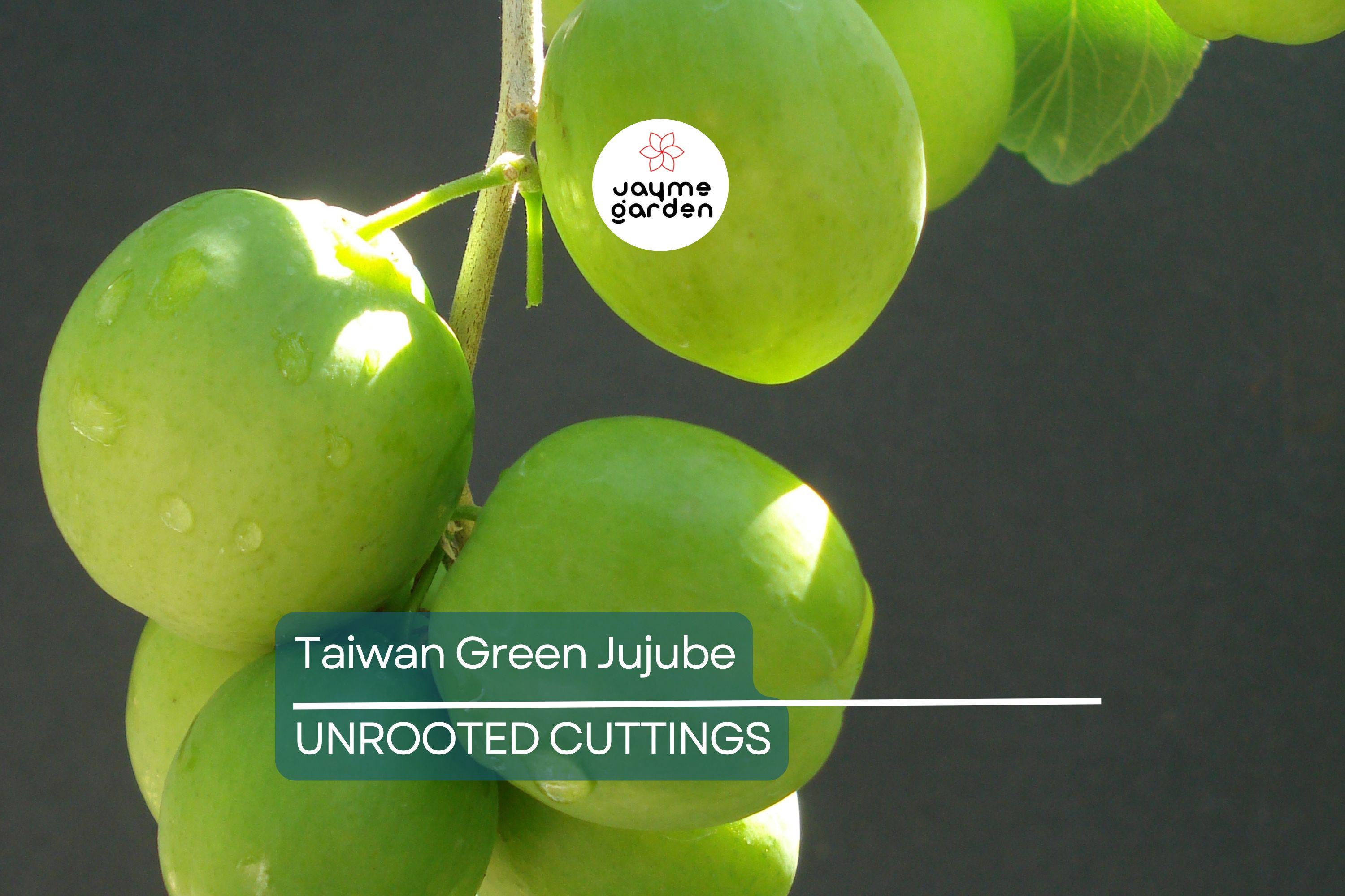 Taiwan Green Jujube – 4 Unroot Cuttings, 10" Long, Juicy Sweet Fruit 19 Brix, Large Harvest Tree