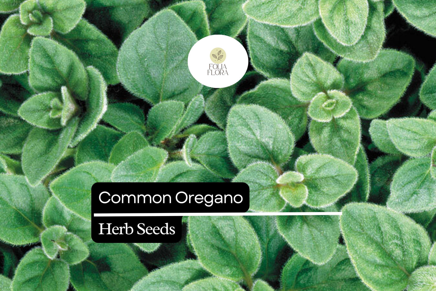 300 Seeds Common Oregano, Origanum Vulgare, Aromatic Culinary Herb for Mediterranean Dishes and Gardens
