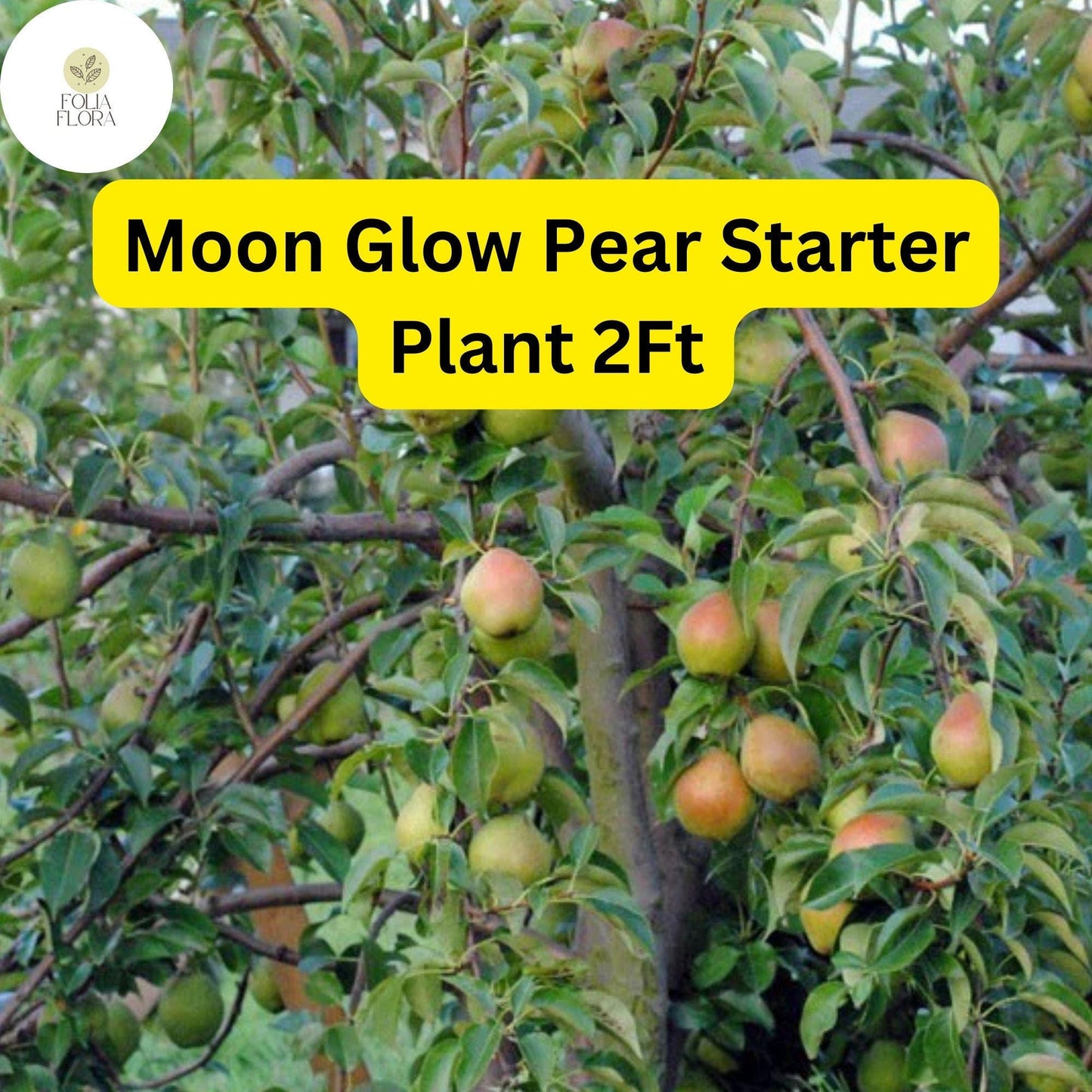 1 Moon Glow Pear Tree (Pyrus communis) - 2ft Tall Live Fruit Tree Ready to Plant